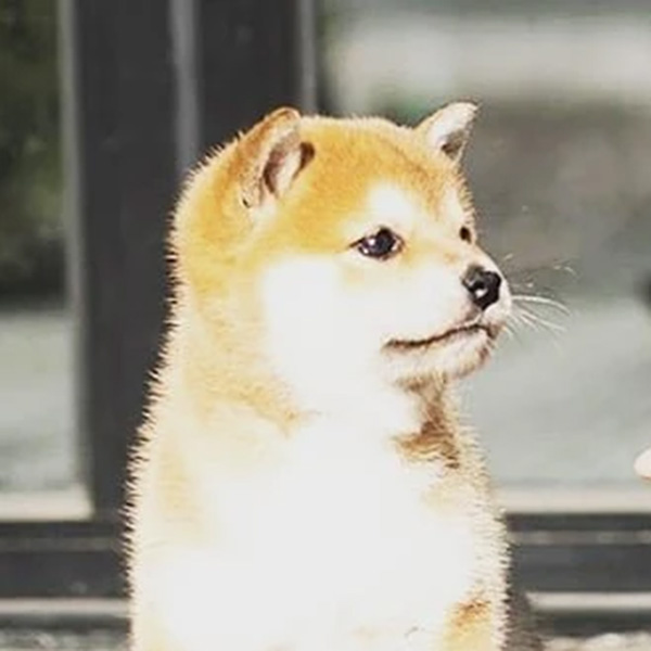 Rou Bao Bu Chi Rou